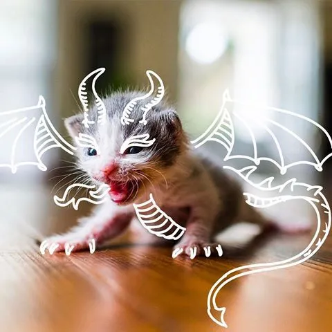 Dragon Kitten Doodle